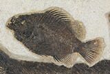 Diplomystus and Priscacara Fossil Fish Plate - Wyoming #172947-2